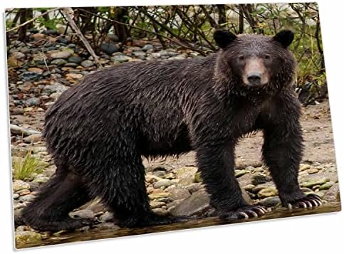 3drose Grizzly Bear לדוג סלמון בדוב נהדר. - כרית שולחן כרית הניבה מחצלות