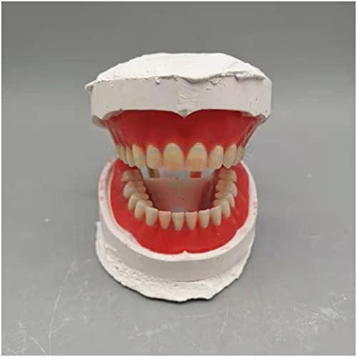 מודל תרגול יישור שיניים של KH66Zky - מודל שיניים סטנדרטי - לימוד ילדים, רופא שיניים, תלמידי שיניים, כלי תצוגה