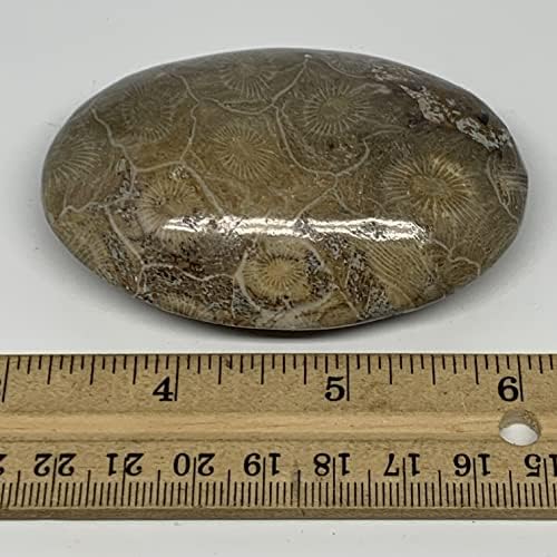 129.8 גרם, 3 x2.2 x0.9 מאובני אלמוגים צורת גלטת אבן דקל מלוטשת @morocco, קריסטל אנרגיה רייקי, מטאפיזי, B20322