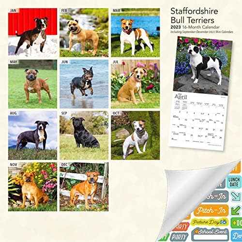 לוח שנה של Staffordshire Bull Terrier