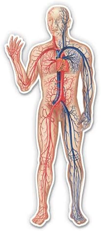 מערכת דם לב וכלי דם תרשים רפואי-12 ויניל מדבקה עמיד למים מדבקות