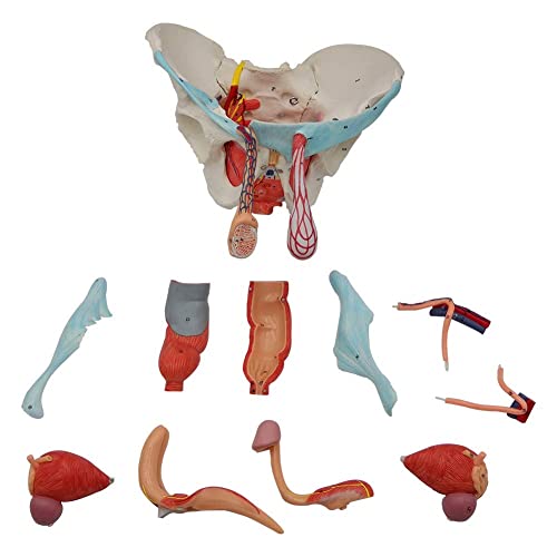 מודל האגן הזכר של Evotech עם איברים נשלפים, 11 חלק בגודל החיים גודל האגן זכר שריר רצפה מודל