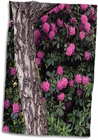 3drose rhododendrons, קריסטל ספרינגס רודודנדרון גן, אורגון, ארהב - מגבות