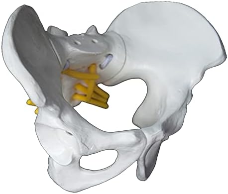 Kh66zky mini pelvic model - מודל שלד אגן נשי - מודל רפואי משותף של Sacroiliac נפרד לחינוך מדעי