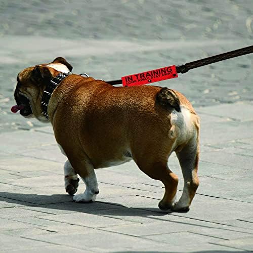 שרוול רצועה של כלב שירות באימונים הסתכלו על עצמם התרחקו שרוול רצועה של כלב