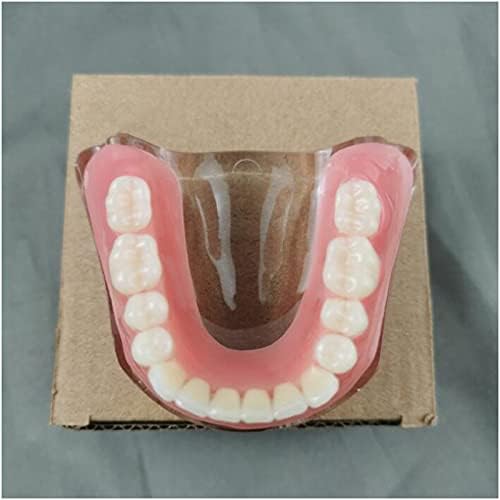 מודל שיני הדגמה של KH66Zky להוראת שיניים או לטיפול דרך הפה מודל שיקום שיניים דגם שתל נשלף ללימוד ניתוח