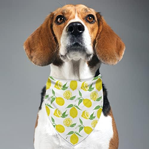 לימון כלב בנדנה קיץ פרי לימונדה צהוב חיית מחמד גור כלב צווארון צווארון