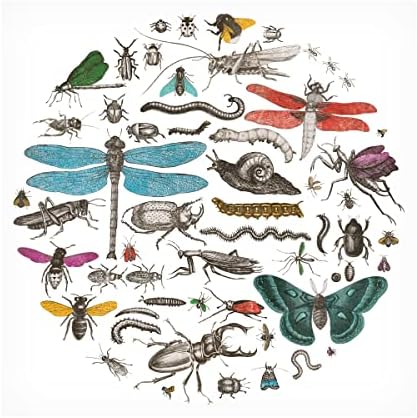 אמנות סימן מסחרי 'מעגל חרקים I Bright V2' אמנות קנבס מאת תיק תפוחים פראי 14x14