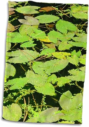 צמחי פלורן 3 דרוזים - רפידות שושן ירוקות על מים - מגבות