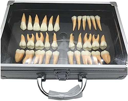 מודל Hyclam מודל שיני שיניים - פי 2.5 פעמים מודל שיניים קבוע דו צבעי לחינוך, תקשורת מטופלים, רינג ומעבדה, מודל