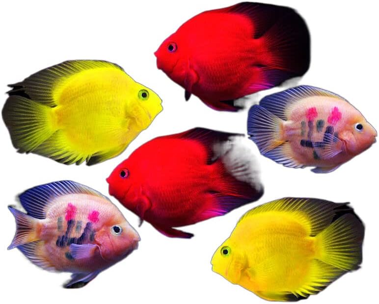 דגי דם חיים נוי דגים טרופיים מזל דגים אדום לבן
