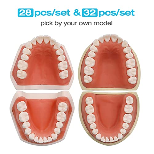 נשלף טיפודונט שיניים עבור שיניים טיפודונט שיניים דגם, שיניים בפועל והוראה להחליף נתיק דגם 68 יח ' סט