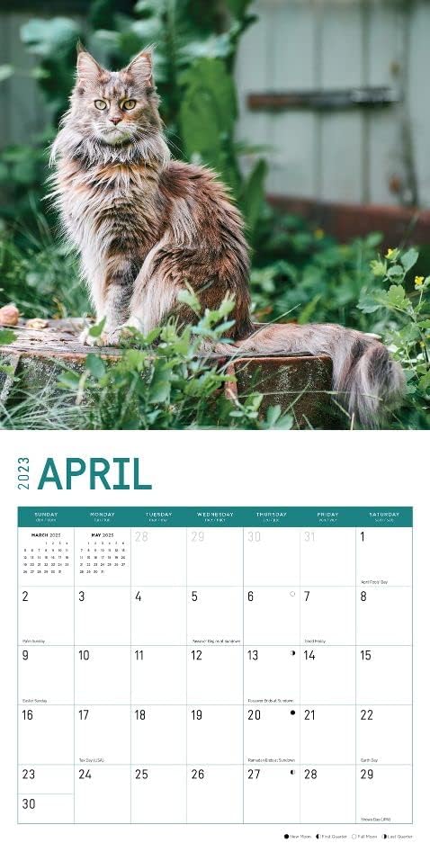 2023 מיין Coon Cats לוח שנה קיר לפי יום בהיר, 12x12 אינץ