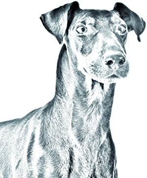 מנצ ' סטר טרייר, מצבה סגלגלה מאריחי קרמיקה עם תמונה של כלב
