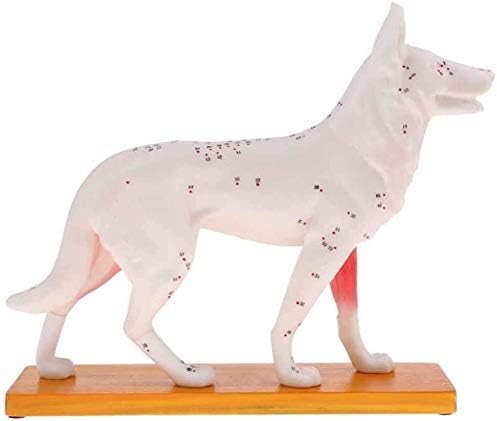 הוראת דגם, אנטומי כלב דגם דיקור האנטומיה דיקור נקודת דגם של כלב גוף בעלי החיים עם 72 נקודות דיקור