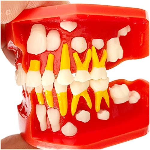מודל שיני לימיטה לחינוך - נשירים לילדים שיניים מודל שיניים - מודל אלטרנטיבי של שיניים קבועות אנטומיות - סימולציה